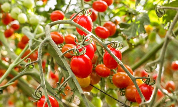 Tomate Cherry caja 500g